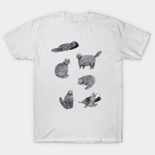 Scruffy Cats T-Shirt